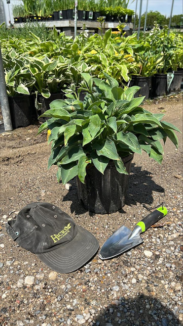  Hosta Blue Cadet 161381 