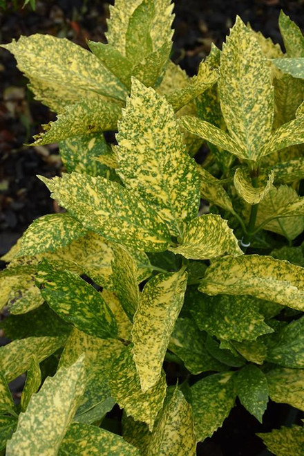 Other Ever. Sh. Aucuba japonica Mr Goldstrike 168584 