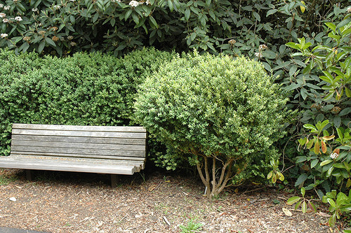 Buxus sempervirens 332793