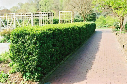  Buxus sempervirens 168804 