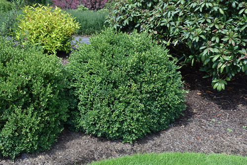 Buxus x Green Velvet 168816