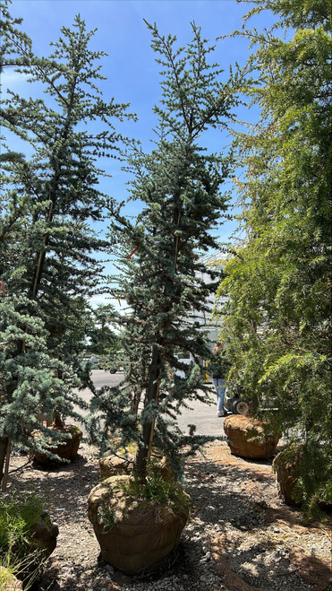 Cedrus atlantica Glauca 168853