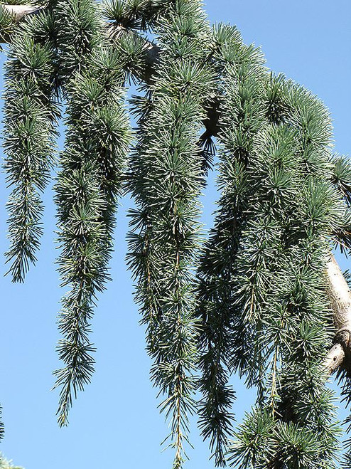  Cedrus atlantica Glauca Pendula 168863 