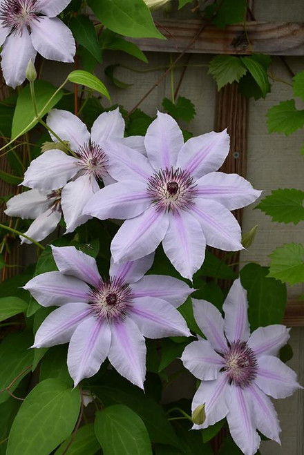  Clematis lanuginosa Nelly Moser 169008 