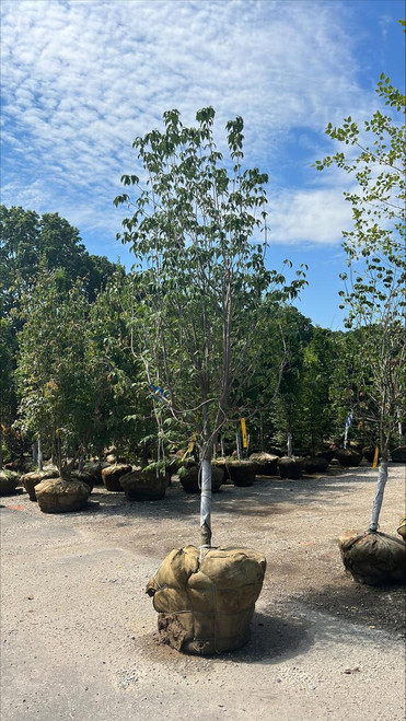  Cornus x Rutban Aurora 169046 