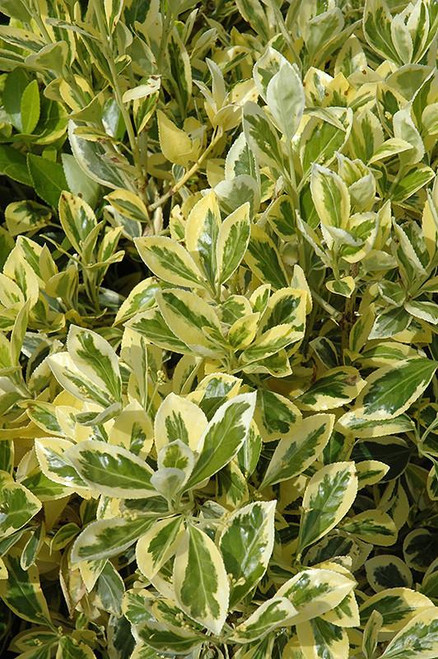 Euonymous Euonymus japonicus Silver King 169145 