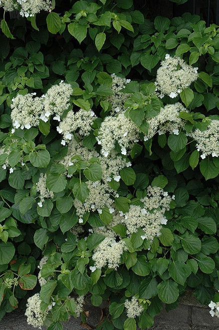 Climb Hydrangea Hydrangea anomala petiolaris 169275 
