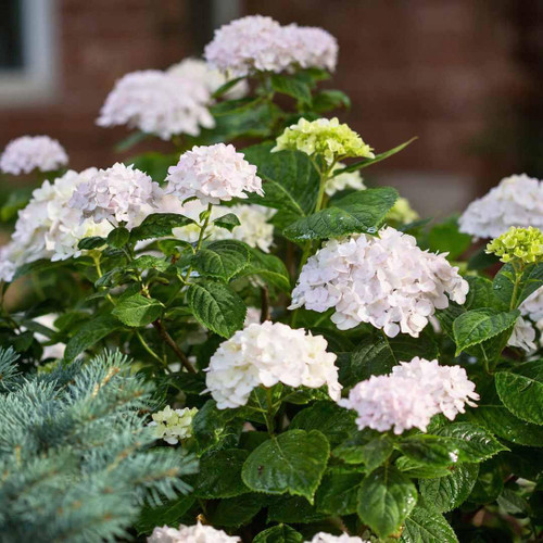  Hydrangea macrophylla E.S.Blushing Bride 169292 