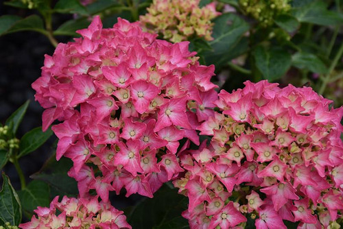  Hydrangea macrophylla Pink Elf 169318 
