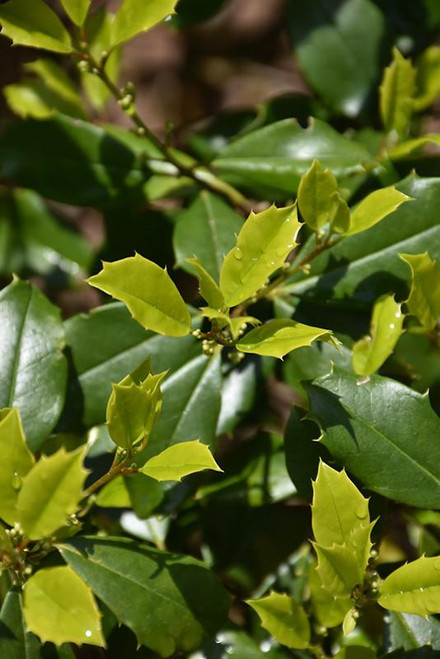  Ilex opaca Green Leaf 169401 
