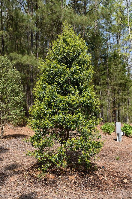  Ilex opaca Green Leaf 169401 