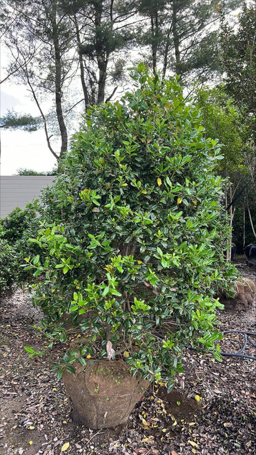  Ilex Nellie R. Stevens 169442 
