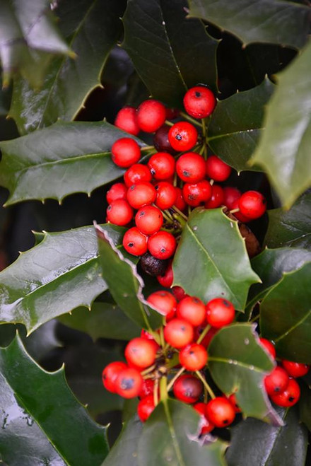  Ilex Nellie R. Stevens 169443 