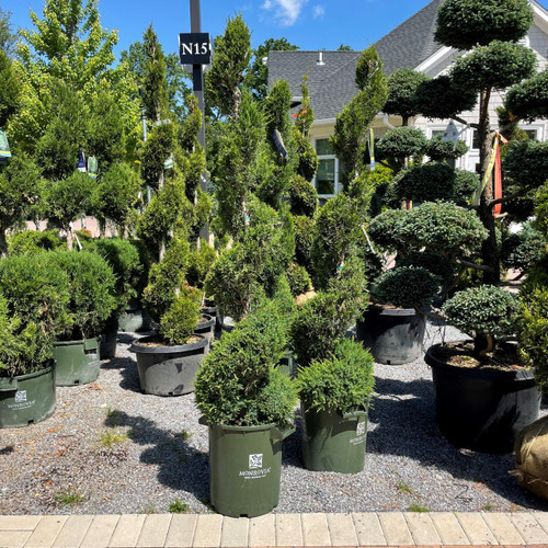 Juniperous Juniperus chinensis Mint Julep 169480 