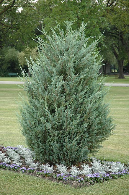 Juniperous Juniperus scopulorum Moonglow 169552 