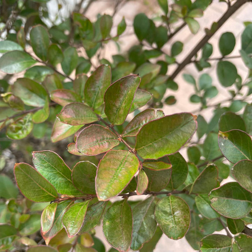 Lagerstoemia Lagerstroemia indica Tonto 169593 