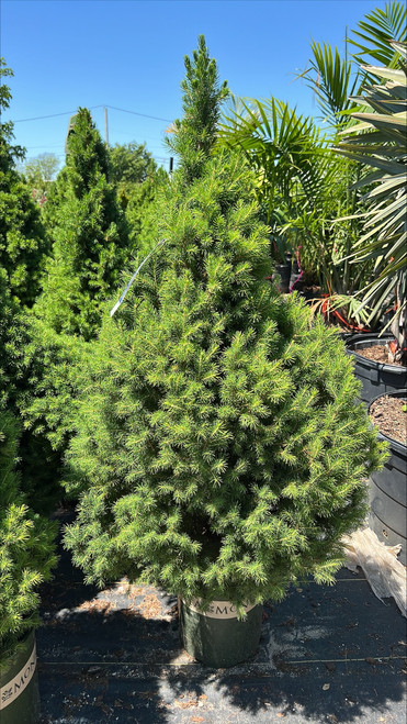 Picea glauca Conica 169702