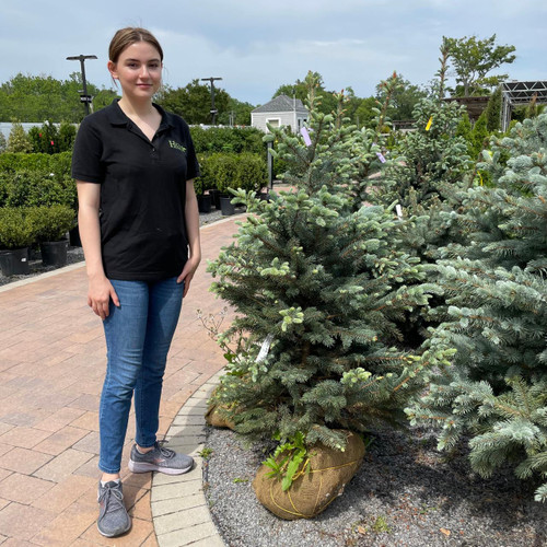  Picea pungens Fat Albert 169735 