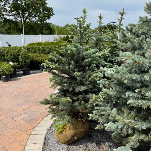  Picea pungens Fat Albert 169735 