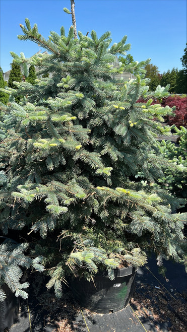 Picea pungens Fat Albert 169736