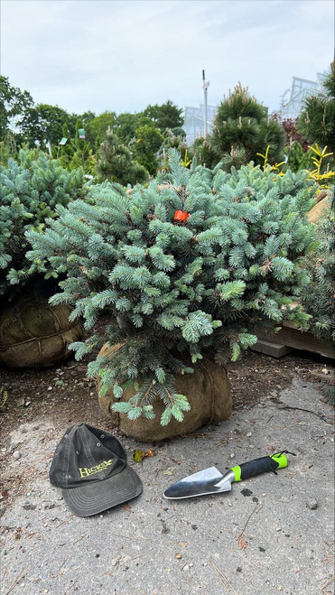  Picea pungens Glauca Globosa 169741 