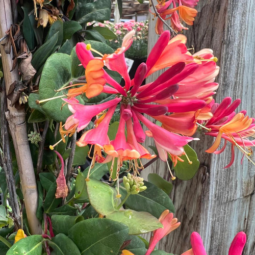 Honeysuckle Lonicera Gold Flame 170100 
