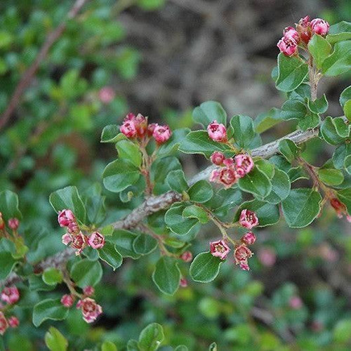  Cotoneaster dammeri Tom Thumb 171643 