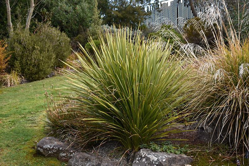 12" & Up Foliage CORDYLINE  GLAUCA 14" 