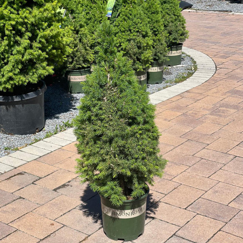  Picea glauca Conica 171716 
