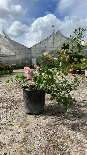 Rosa Flower Carpet Apple Blossom 173120