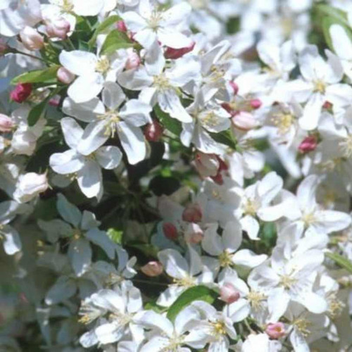 Other Dec. Tree Malus x Sugar Tyme 173835 