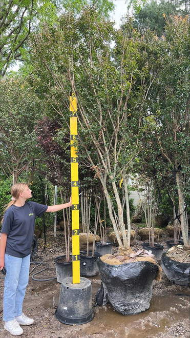 Lagerstoemia Lagerstroemia indica Sioux 174344 