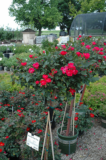 Rosa Tr Red Knock Out 128895