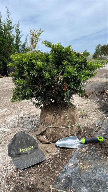  Taxus x media Densiformis 175374 