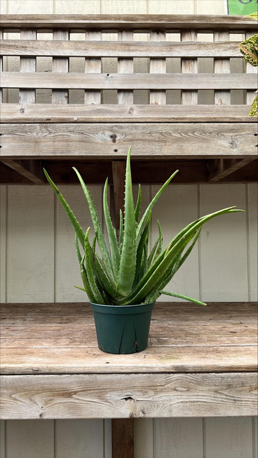 Cactus ALOE PINK BLUSH 6" 