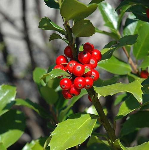  Ilex meserveae Blue Maid 179629 