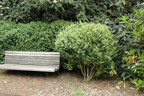  Buxus sempervirens 181230 