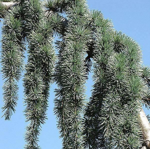  Cedrus atlantica Glauca Pendula 181413 