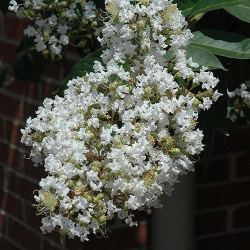 Lagerstoemia Lagerstroemia indica Natchez 181524 
