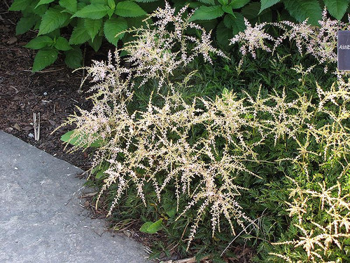  Astilbe simplicifolia Sprite 183069 