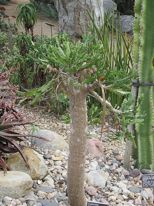 Cactus EUPHORBIA RED/GREEN TRIG 9-10" 
