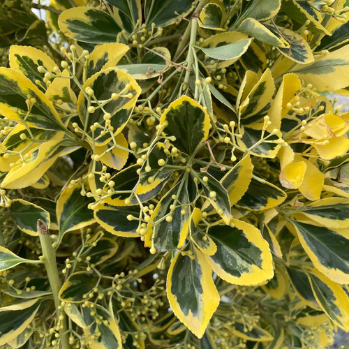 Euonymus japonicus Chollipo 184467