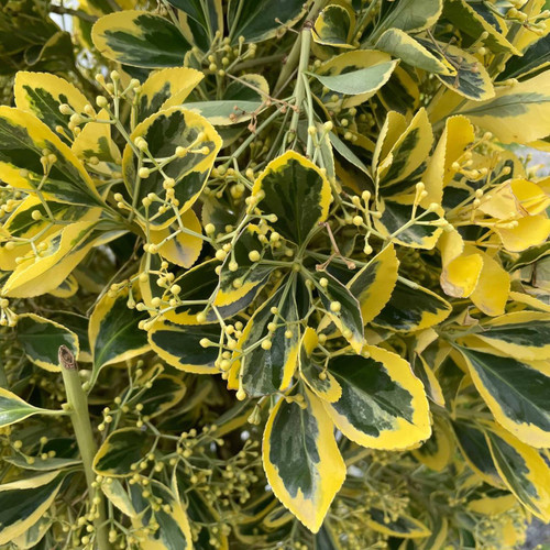 Euonymous Euonymus japonicus Chollipo 184467 