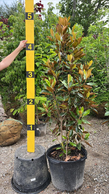  Magnolia grandiflora Little Gem 184476 