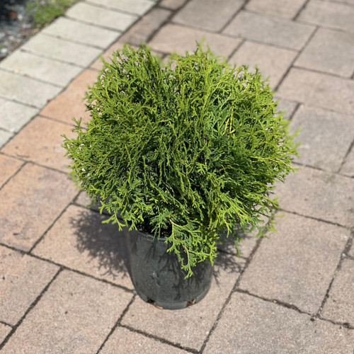  Thuja occidentalis Hetz Midget 184589 