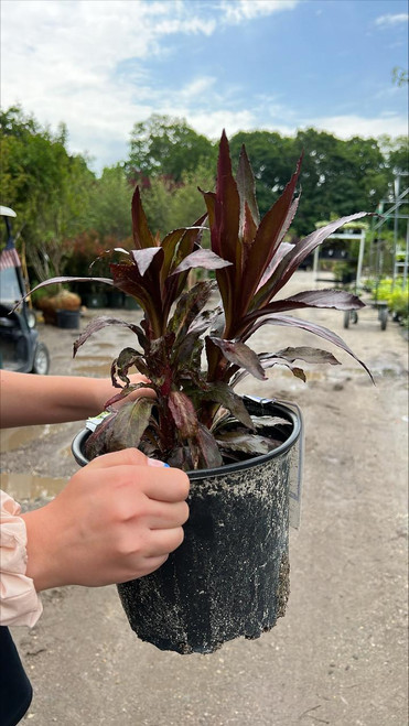 Other Shade Per. Lobelia Queen Victoria 1g 185630 