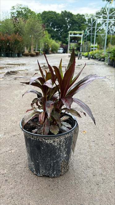 Other Shade Per. Lobelia Queen Victoria 1g 185630 