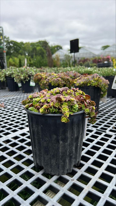  Sedum Coral Reef 187735 