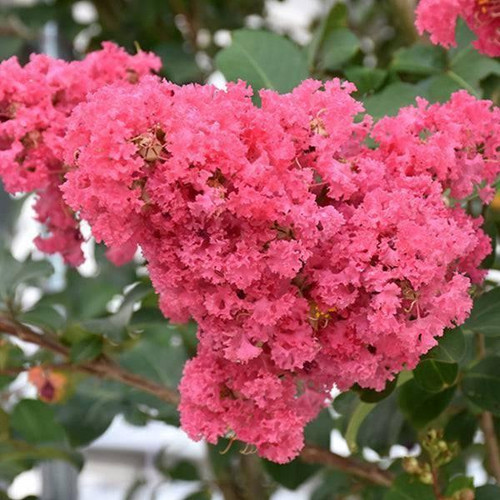 Lagerstoemia Lagerstroemia indica Tuscarora 188215 