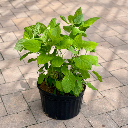 Hydrangea arborescens Annabelle 188456